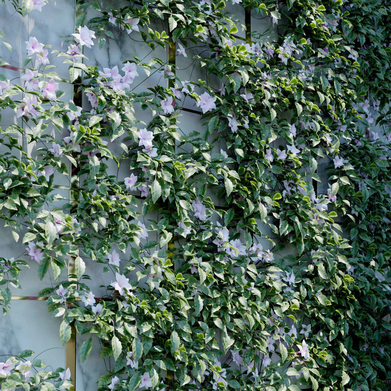 Jasmine Ivy Preset